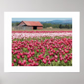 Pink Tulip Fields floral fotografisch Poster (Vorne)