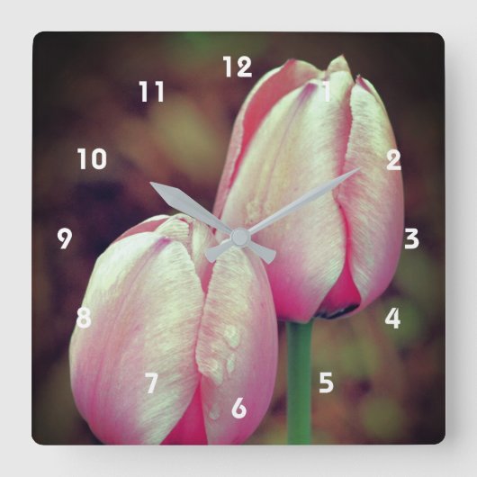 Pink Tulip Flowers With Raindrops   Quadratische Wanduhr (Vorderseite)