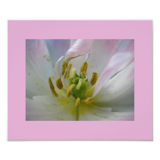 Pink Tulip Macro Foto (Vorne)