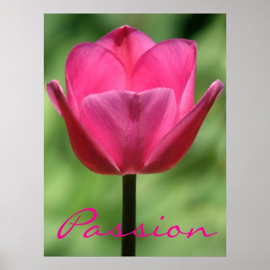 Pink Tulip Passion Poster (Vorne)