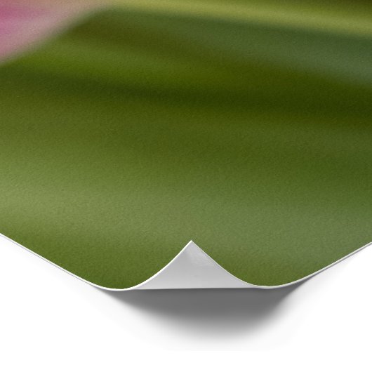 Pink Tulip Portrait Poster (Ecke)