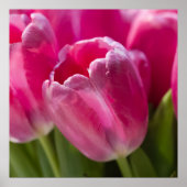 Pink Tulip Portrait Poster (Vorne)