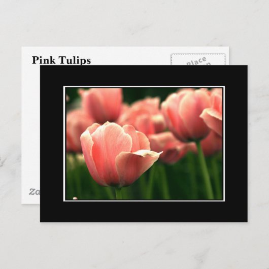 Pink Tulip Postcard! (mit Grenze) Postkarte (Vorne/Hinten)