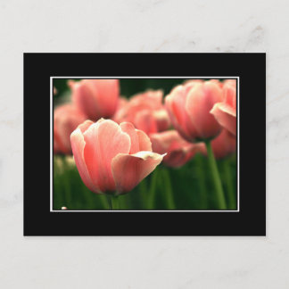 Pink Tulip Postcard! (mit Grenze) Postkarte