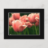 Pink Tulip Postcard! (mit Grenze) Postkarte (Vorderseite)