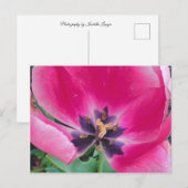 Pink Tulip Postcard Postkarte (Vorne/Hinten)