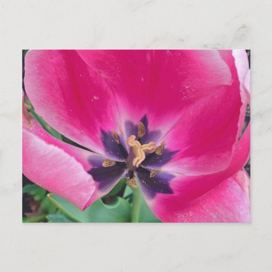 Pink Tulip Postcard Postkarte (Vorderseite)