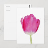 Pink Tulip Postcard Postkarte (Vorne/Hinten)