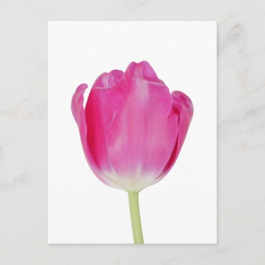 Pink Tulip Postcard Postkarte (Vorderseite)