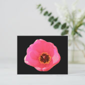 Pink Tulip Postcard Postkarte (Stehend Vorderseite)