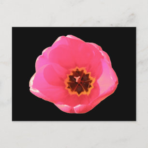 Pink Tulip Postcard Postkarte