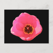 Pink Tulip Postcard Postkarte (Vorderseite)