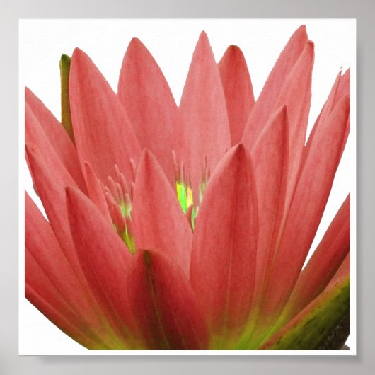 Pink Tulip Poster (Vorne)