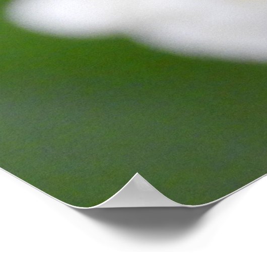 Pink Tulip Poster (Ecke)