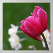 Pink Tulip Poster (Vorne)