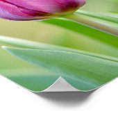 Pink Tulip Poster (Ecke)