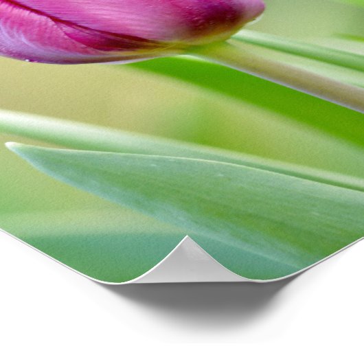 Pink Tulip Poster (Ecke)