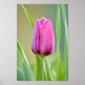 Pink Tulip Poster (Vorne)