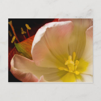 Pink Tulip Postkarte