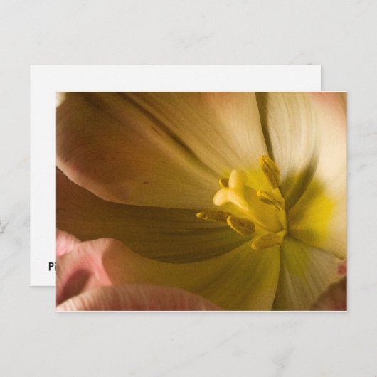 Pink Tulip Postkarte (Vorne/Hinten)