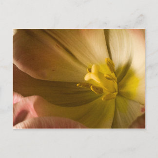 Pink Tulip Postkarte