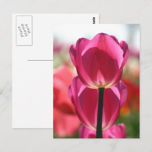 Pink Tulip Postkarte (Vorne/Hinten)