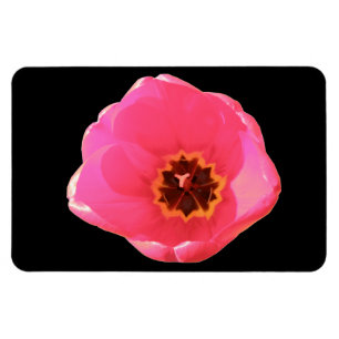Pink Tulip Premium Magnet