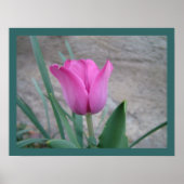Pink Tulip Print Poster (Vorne)