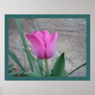 Pink Tulip Print Poster