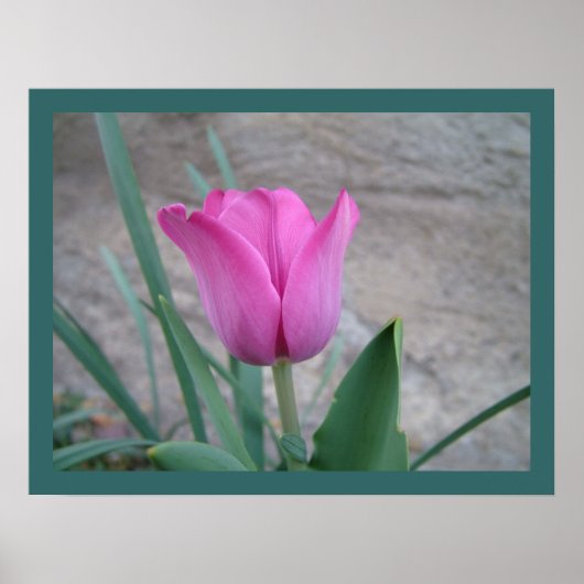 Pink Tulip Print Poster (Vorne)