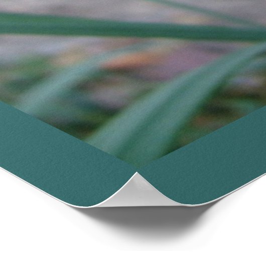 Pink Tulip Print Poster (Ecke)