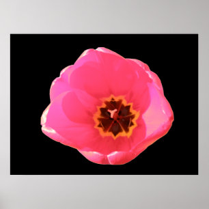 Pink Tulip Print Poster