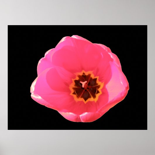 Pink Tulip Print Poster (Vorne)