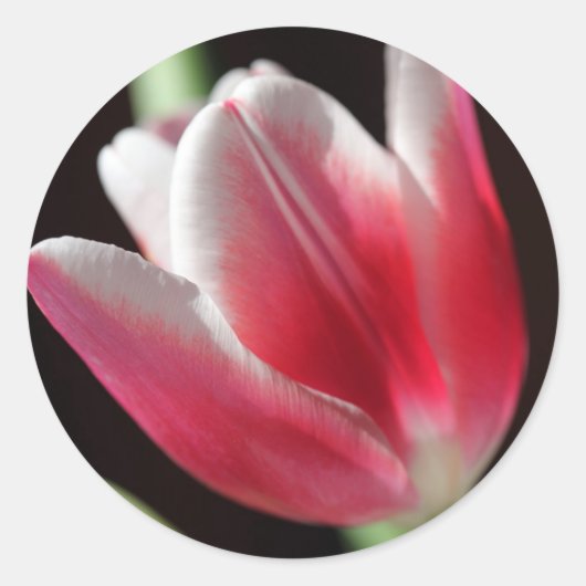 Pink Tulip Runder Aufkleber (Vorderseite)