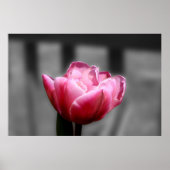 Pink Tulip Schwarz-Weiß-Poster oder Druck Poster (Vorne)