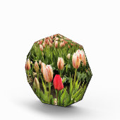 Pink Tulip Stehend Out Fotoblock (Rechts)