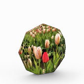 Pink Tulip Stehend Out Fotoblock (Links)