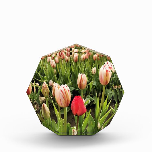 Pink Tulip Stehend Out Fotoblock (Vorderseite)