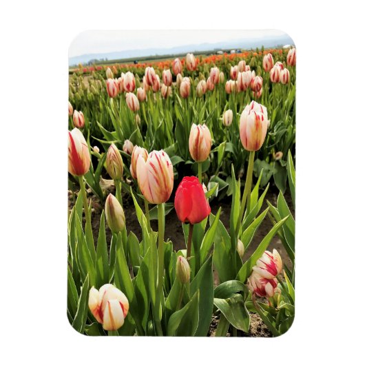Pink Tulip Stehend Out Magnet (Vertikal)