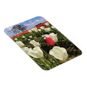 Pink Tulip Stehend Out, Oregon Magnet (Rechte Seite)