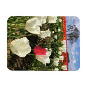 Pink Tulip Stehend Out, Oregon Magnet (Horizontal)