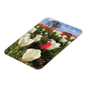 Pink Tulip Stehend Out, Oregon Magnet (Linke Seite)
