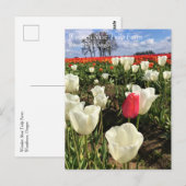 Pink Tulip Stehend Out, Oregon Postkarte (Vorne/Hinten)
