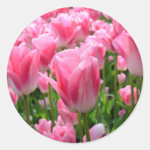 Pink Tulip Stickers