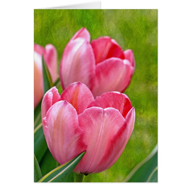 Pink Tulips (Vorne)