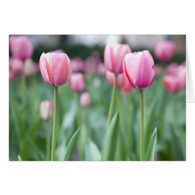 Pink Tulips (Vorderseite (Horizontal))