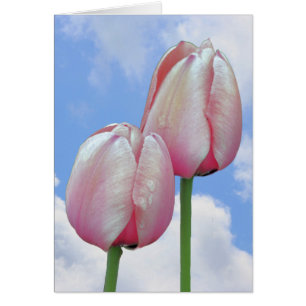 Pink Tulips Blue Sky Clouds Nature Card