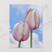 Pink Tulips Blue Sky Clouds Nature Postcard Postkarte (Vorderseite)