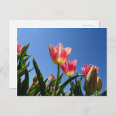 Pink Tulips & Blue Sky DIY Postkarte (Vorne/Hinten)
