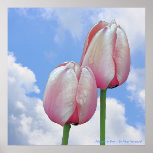 Pink Tulips Blue Sky Nature Floral Print Poster (Vorne)